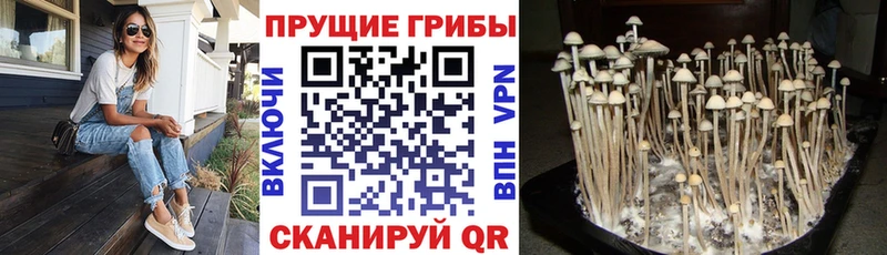 Псилоцибиновые грибы GOLDEN TEACHER  Железногорск 