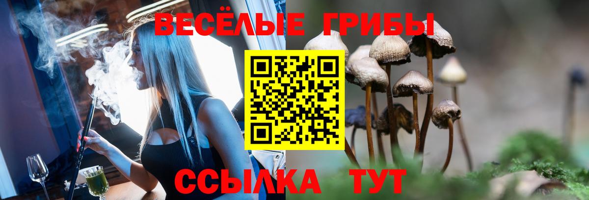 Галлюциногенные грибы Psilocybe Железногорск